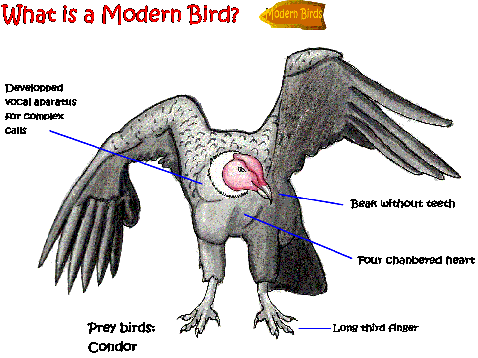 what is a neobird